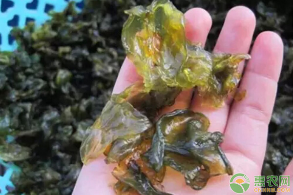 大棚种植地皮菜技术-图片版权归惠农网所有