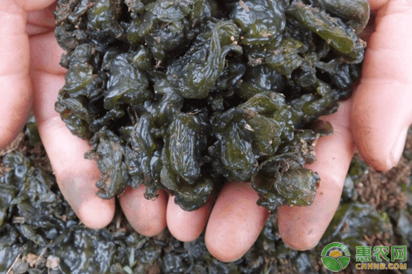 地皮菜的人工种植技术-图片版权归惠农网所有