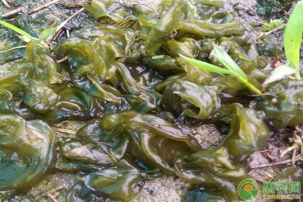 雷公菌怎么种植？-图片版权归惠农网所有