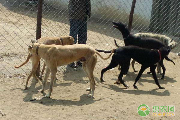 肉狗的养殖技术，养肉狗要注意哪些问题？-图片版权归惠农网所有