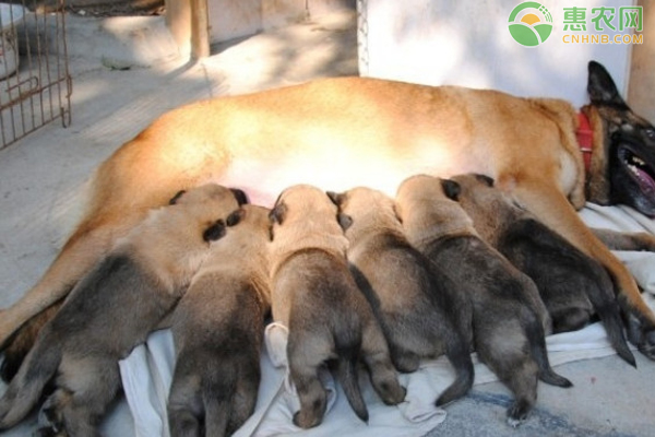 肉狗养殖技术方法以及管理要点-图片版权归惠农网所有
