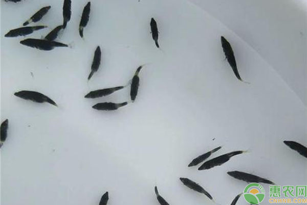 桂花鱼苗什么时候投放？一亩放几条？-图片版权归惠农网所有