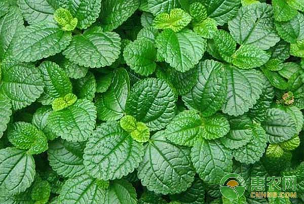 食用薄荷种植方法-图片版权归惠农网所有