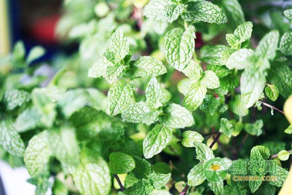 食用薄荷种植方法-图片版权归惠农网所有