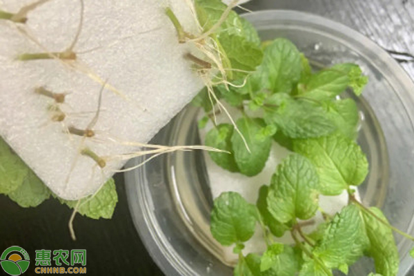 水培薄荷怎么养？-图片版权归惠农网所有