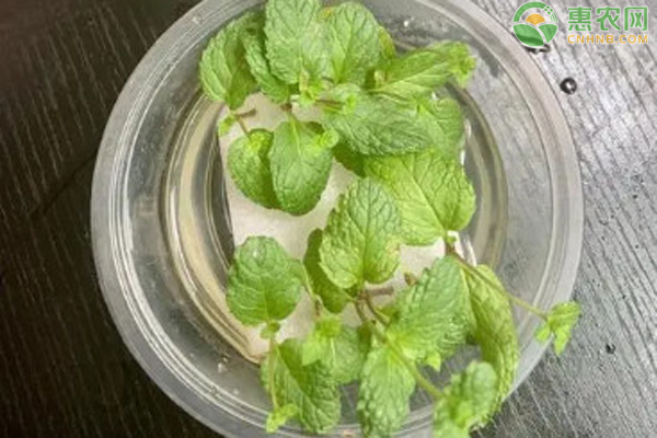 水培薄荷怎么养？-图片版权归惠农网所有