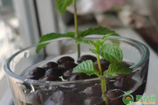 水培薄荷怎么养？-图片版权归惠农网所有