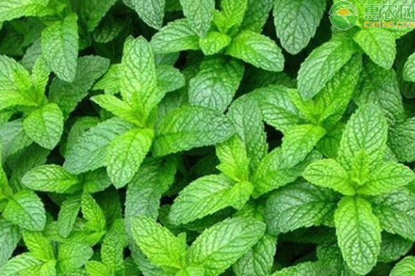 薄荷种植方法和技巧-图片版权归惠农网所有