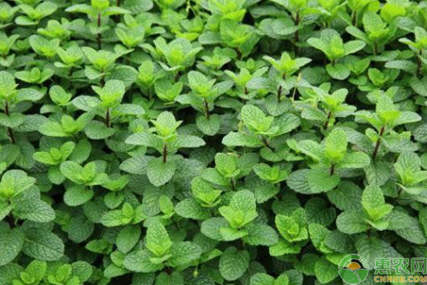 薄荷种植方法和技巧-图片版权归惠农网所有
