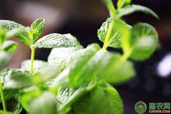 薄荷扦插后多久生根?薄荷怎样扦插好?-图片版权归惠农网所有