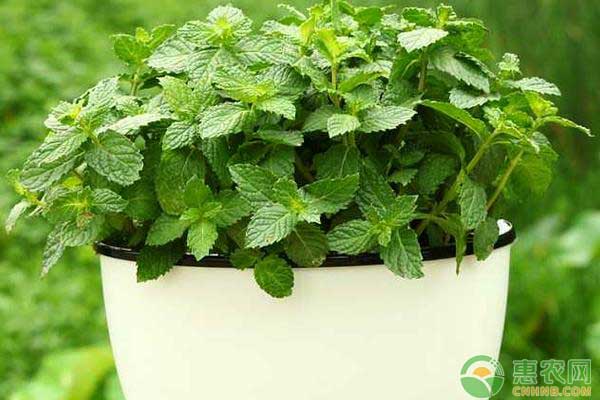 薄荷如何高产种植？薄荷绿色高产栽培技术-图片版权归惠农网所有