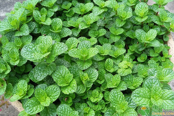 薄荷如何高产种植？薄荷绿色高产栽培技术-图片版权归惠农网所有