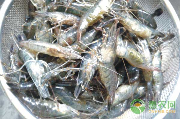 河虾多少钱一斤？河虾养殖技术要点-图片版权归惠农网所有