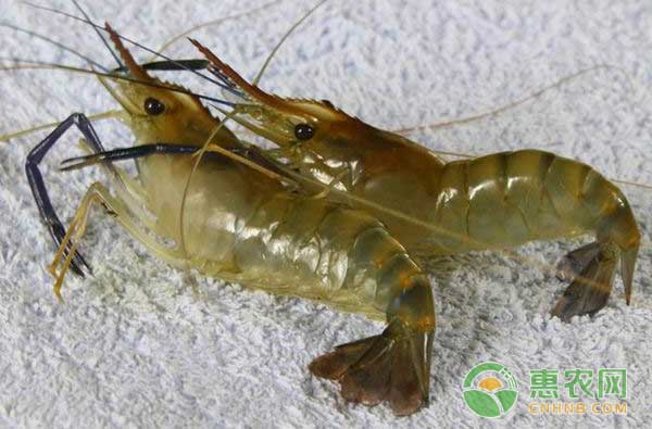 河虾多少钱一斤？河虾养殖技术要点-图片版权归惠农网所有