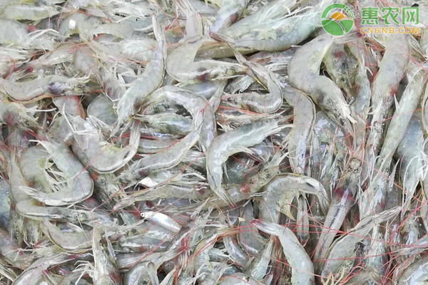 河虾的养殖管理技术-图片版权归惠农网所有
