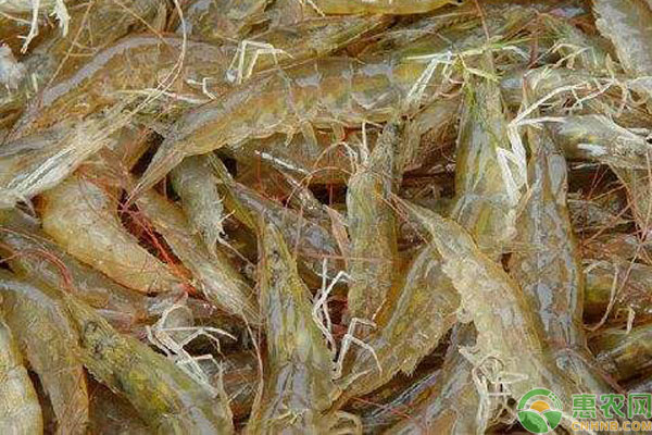 夏季养殖河虾的技术及管理-图片版权归惠农网所有
