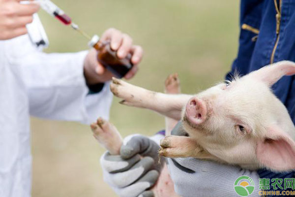 猪场兽医常犯的三大误区，看看你是不是做错了！-图片版权归惠农网所有