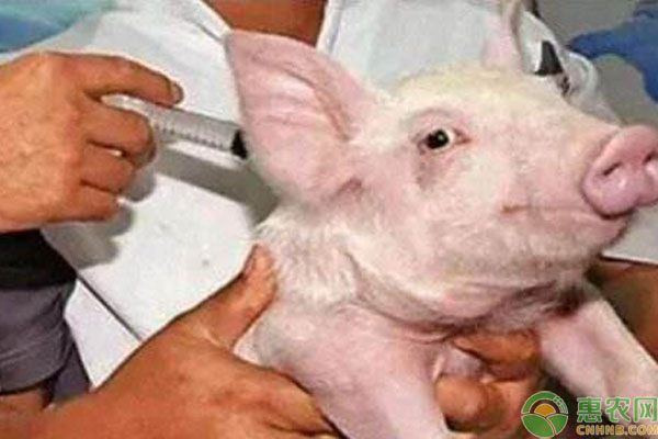 猪场兽医常犯的三大误区，看看你是不是做错了！-图片版权归惠农网所有