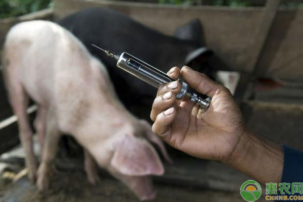 猪场兽医常犯的三大误区，看看你是不是做错了！-图片版权归惠农网所有