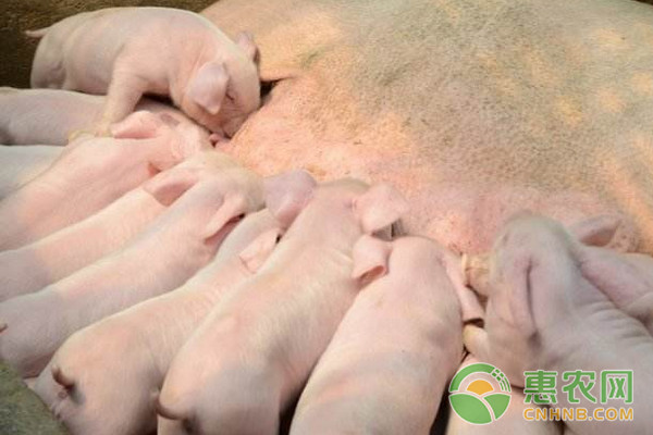 新生仔猪不吃奶怎么回事？新生仔猪不吃奶的原因及治疗方法-图片版权归惠农网所有