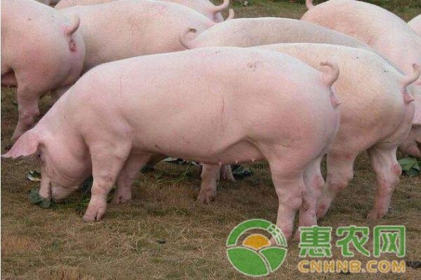 新生仔猪不吃奶怎么回事？新生仔猪不吃奶的原因及治疗方法-图片版权归惠农网所有