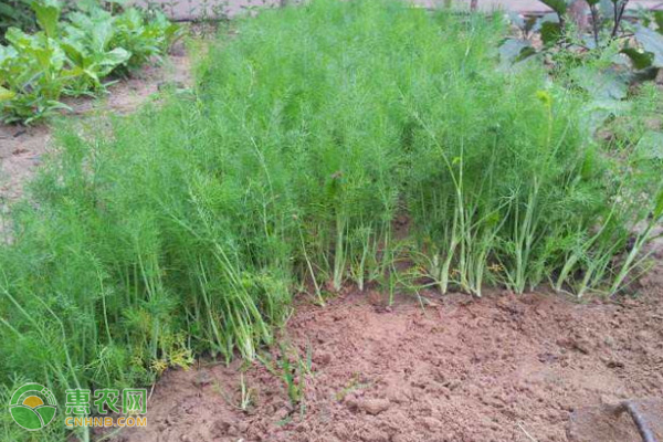 小茴香如何种植才能提高产量？-图片版权归惠农网所有