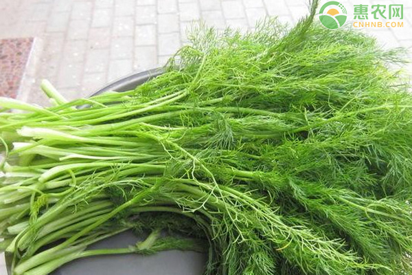 小茴香如何种植才能提高产量？-图片版权归惠农网所有