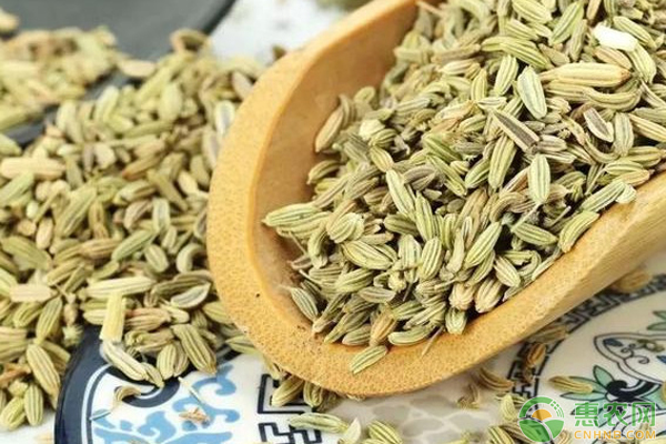 小茴香如何种植才能提高产量？-图片版权归惠农网所有