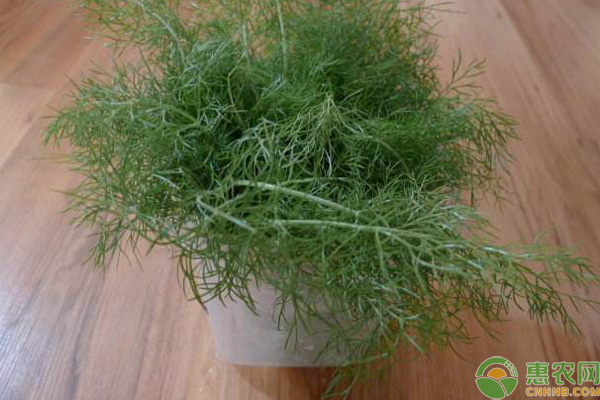 茴香阳台种植方法和时间-图片版权归惠农网所有