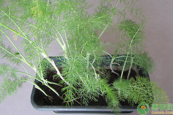 茴香阳台种植方法和时间-图片版权归惠农网所有