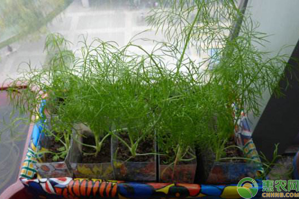 茴香阳台种植方法和时间-图片版权归惠农网所有