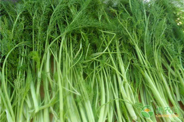 茴香怎么管理才高产？茴香高产种植管理技术-图片版权归惠农网所有