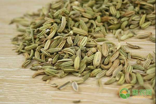 茴香怎么管理才高产？茴香高产种植管理技术-图片版权归惠农网所有