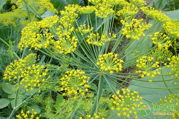茴香怎么管理才高产？茴香高产种植管理技术-图片版权归惠农网所有