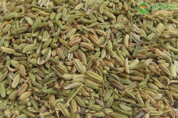 孜然的种植方法-图片版权归惠农网所有