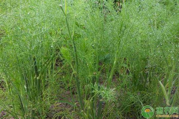 秋茬茴香高产技巧 北方秋茬茴香种植时间及高产技巧-图片版权归惠农网所有