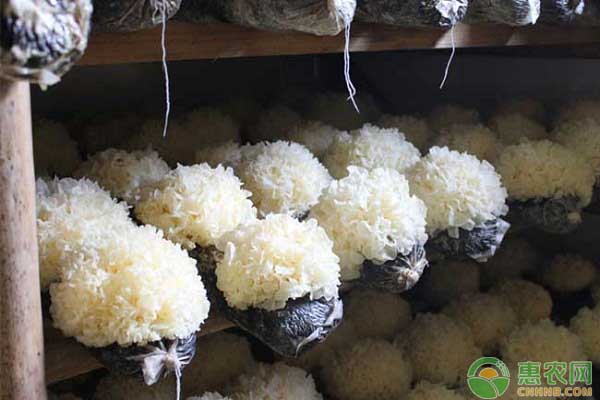 银耳怎么栽培？银耳的代料栽培方式介绍-图片版权归惠农网所有