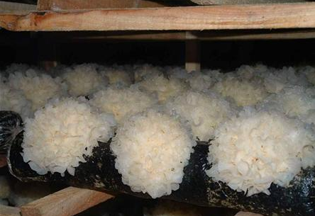 银耳的主要病虫害及其防治技术-图片版权归惠农网所有