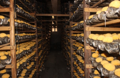 银耳的主要病虫害及其防治技术-图片版权归惠农网所有