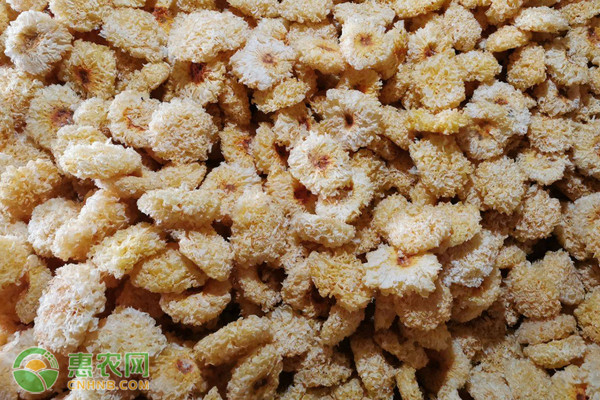 银耳室内栽培技术要点-图片版权归惠农网所有