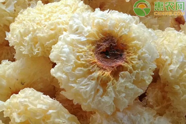 银耳室内栽培技术要点-图片版权归惠农网所有