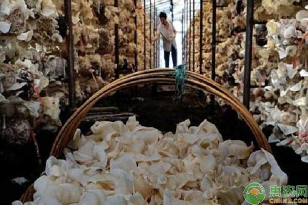 银耳的人工栽培管理技术要点-图片版权归惠农网所有