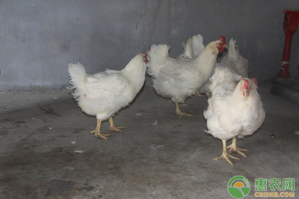 家禽出现病毒病怎么办？家禽病毒病的综合防治措施-图片版权归惠农网所有