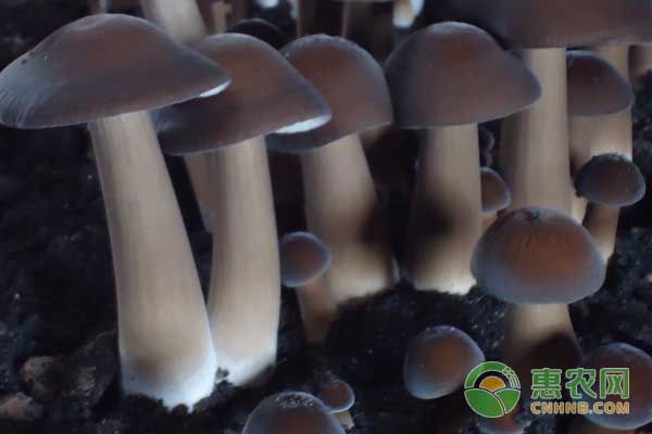 黑皮鸡枞的栽培管理技术-图片版权归惠农网所有