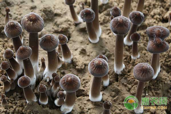 黑皮鸡枞的栽培管理技术-图片版权归惠农网所有