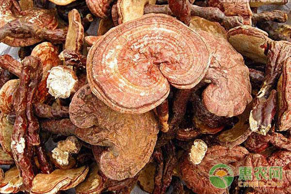 灵芝人工种植方法-图片版权归惠农网所有