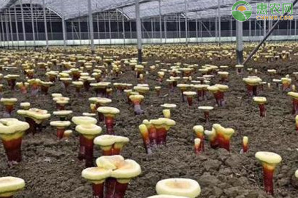 灵芝人工种植方法-图片版权归惠农网所有