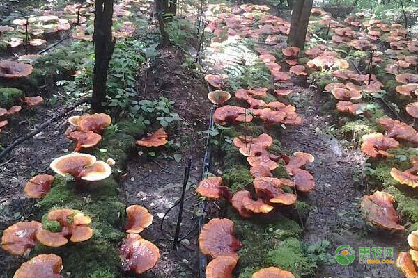 松杉灵芝怎么栽培？松杉灵芝栽培技术要点！-图片版权归惠农网所有