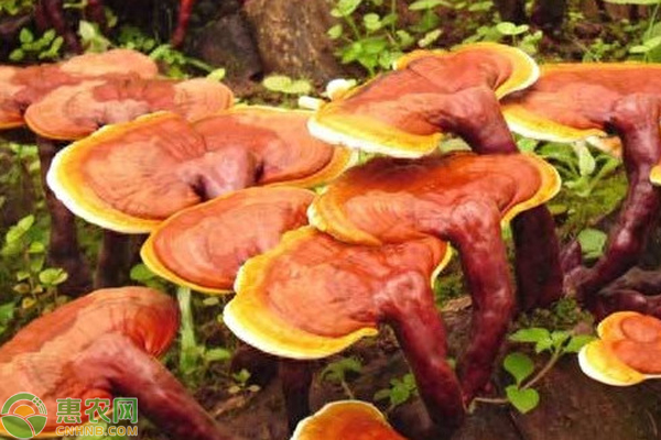 灵芝的种植方法栽培技术-图片版权归惠农网所有