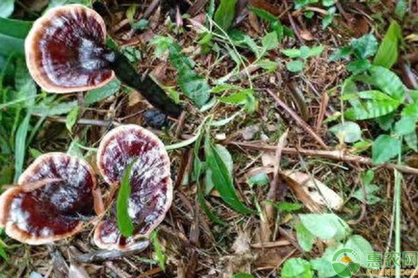 灵芝的种植方法栽培技术-图片版权归惠农网所有